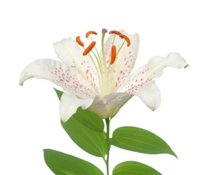 White lily Stock Photos