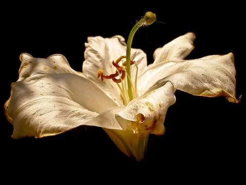 White Lily- Stock Photos