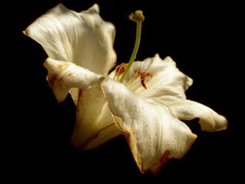 White Lily Stock Photos
