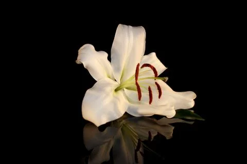 White lily Stock Photos