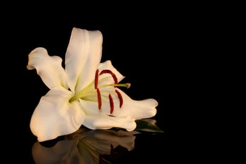 White lily Stock Photos