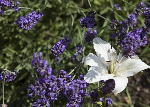 White lily Stock Photos