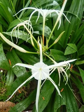 White lily Stock Photos