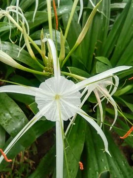White lily Stock Photos