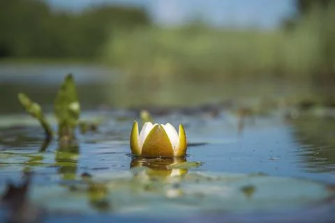 White lily Stock Photos