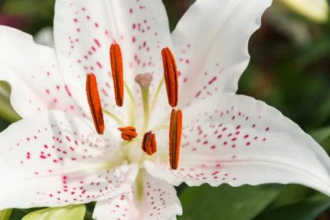 White lily with red dot, close up. Foto stock