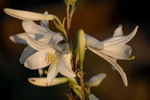 White lily at sunset. Stock Photos