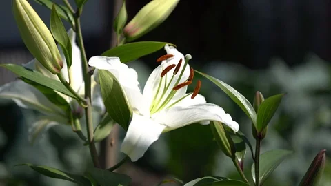 White lily sways in the wind in the garden Stock Footage 116319348