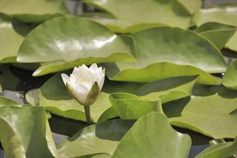 A white lily in the thicket Stock Photos