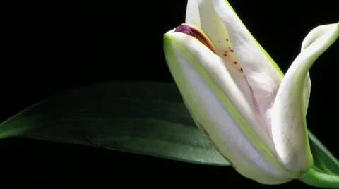 White Lily Time-lapse Stock Footage 18179644