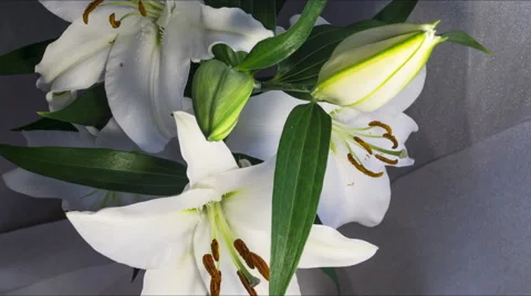White lily time-lapse Stock Footage