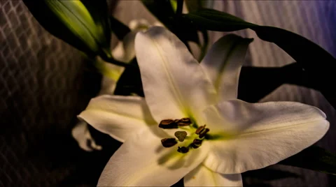 White lily time-lapse 動画素材 66554769