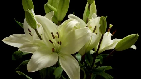 White Lily Time-lapse Stock Footage 273830146