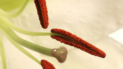 White Lily Timelapse Stock Footage 37350335