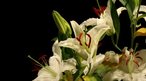 White Lily Timelapse Stock Footage 37350527