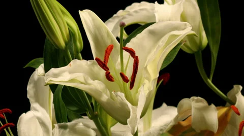 White Lily Timelapse Stock Footage 37350862