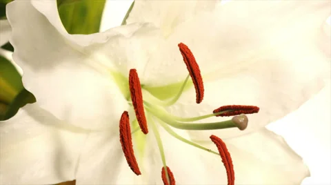 White Lily Timelapse Stock Footage 38976294