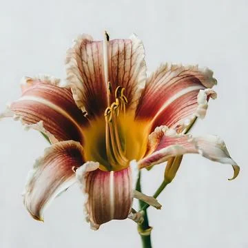 White lily transparent background Stock Photos