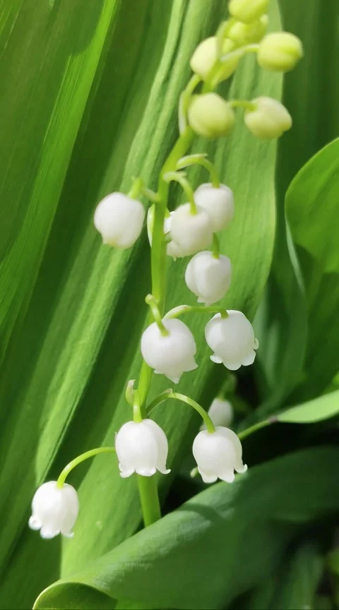 White lily of the valley. 1 Video stock 308143977
