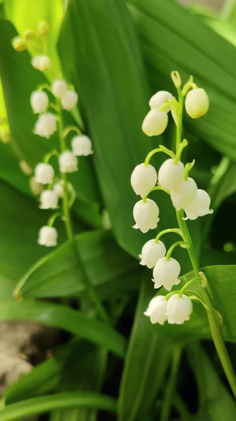 White lily of the valley. 2 Video stock 308143978