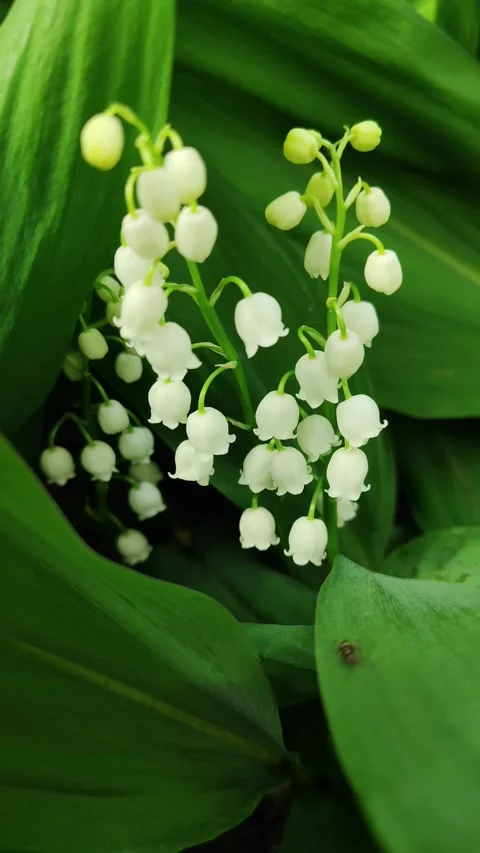 White lily of the valley. 3 Video stock 308143991
