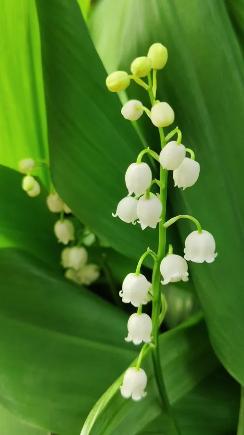White lily of the valley. 4 스톡 동영상 308144167
