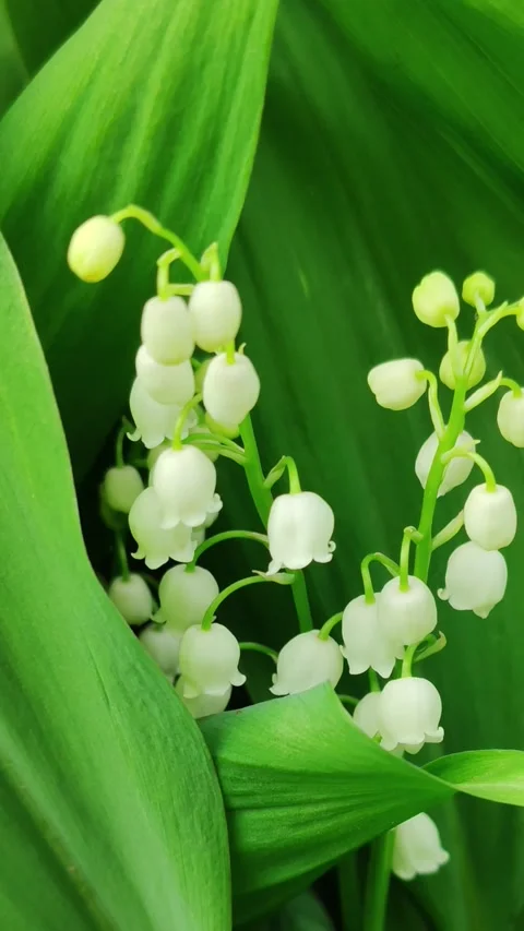 White lily of the valley. Video stock 308143974