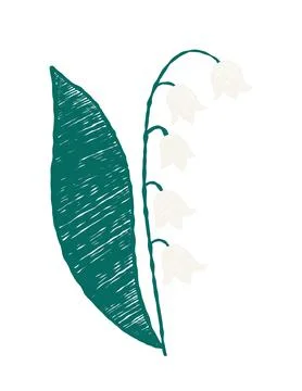White lily of the Valley. May Spring Flower. Crayon Textured Hand-drawn. Ve.. Stock Illustration