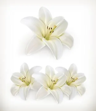White lily, vector icons Stock Illustration