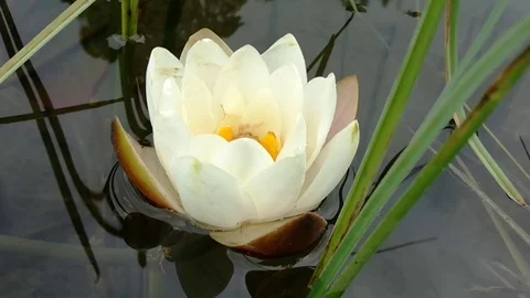 White lily on the water Stock Footage 113473032