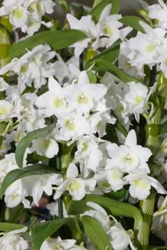 White lilys Stock Photos