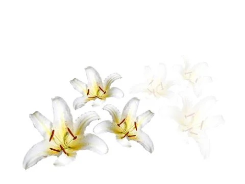 White lilys Stock Photos