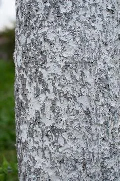 White lime-painted tree bark to protect against pests. Fotos de archivo