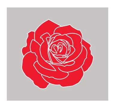 White line rose illustration - vector Stock Illustration