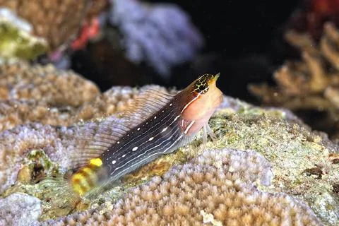A white lined combtooth blenny Stock Photos