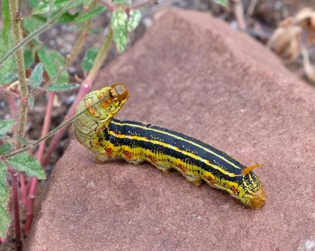 White-lined Sphinx Moth caterpillar feeding Foto stock