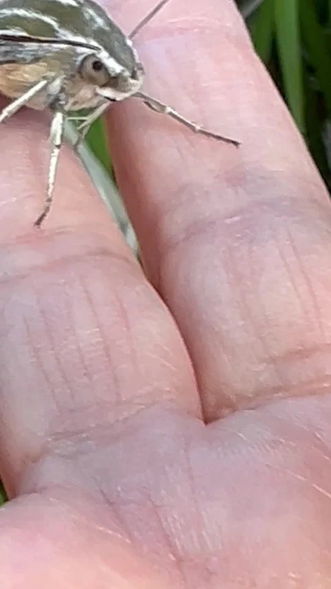 White-lined sphinx moth closeup Stock Footage 250125440