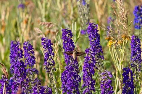 White-Lined Sphinx moth, Hyles lineata, feeding on Silver Lupine. Stock Photos