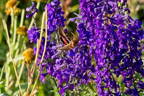 White-Lined Sphinx moth, Hyles lineata, feeding on Silver Lupine. Stock Photos
