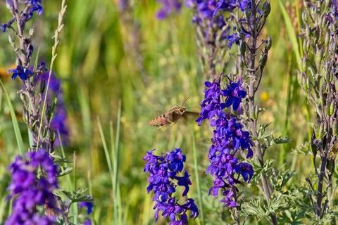 White-Lined Sphinx moth, Hyles lineata, feeding on Silver Lupine. Stock Photos