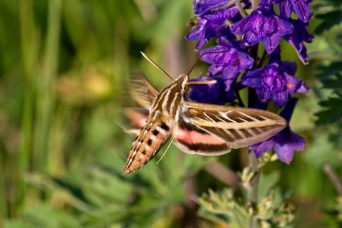 White-Lined Sphinx moth, Hyles lineata, feeding on Silver Lupine. Stock Photos