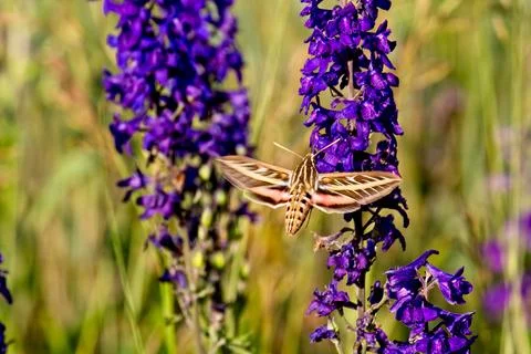 White-Lined Sphinx moth, Hyles lineata, feeding on Silver Lupine. Stock-Fotos