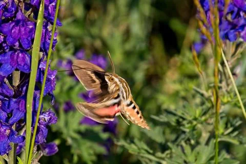 White-Lined Sphinx moth, Hyles lineata, feeding on Silver Lupine. Stock Photos