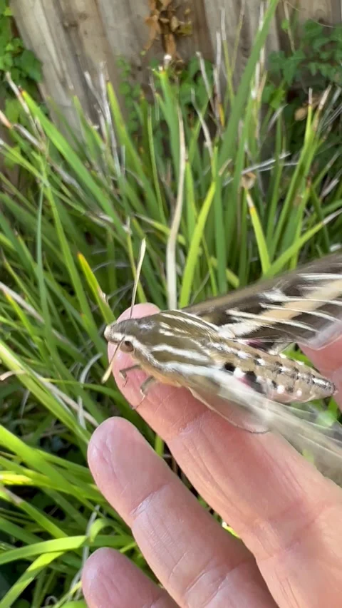 White-lined sphinx moth takes off vertical Stock Footage 250125492