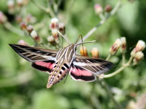 White-lined Sphynx Moth Stock Photos
