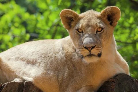 White lion #2 Stock Photos