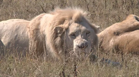 White lion close-up Video stock 51639259