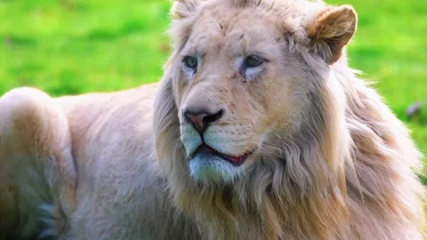 White Lion Close Up Stock Footage 323143920