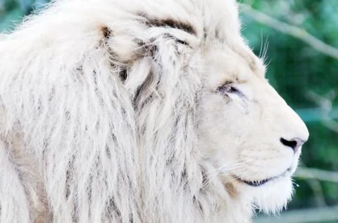 White lion closeup Stock Photos