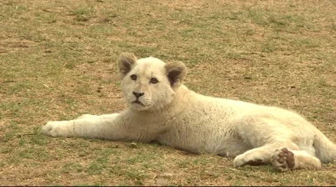 White lion cub Stock Footage 10989907